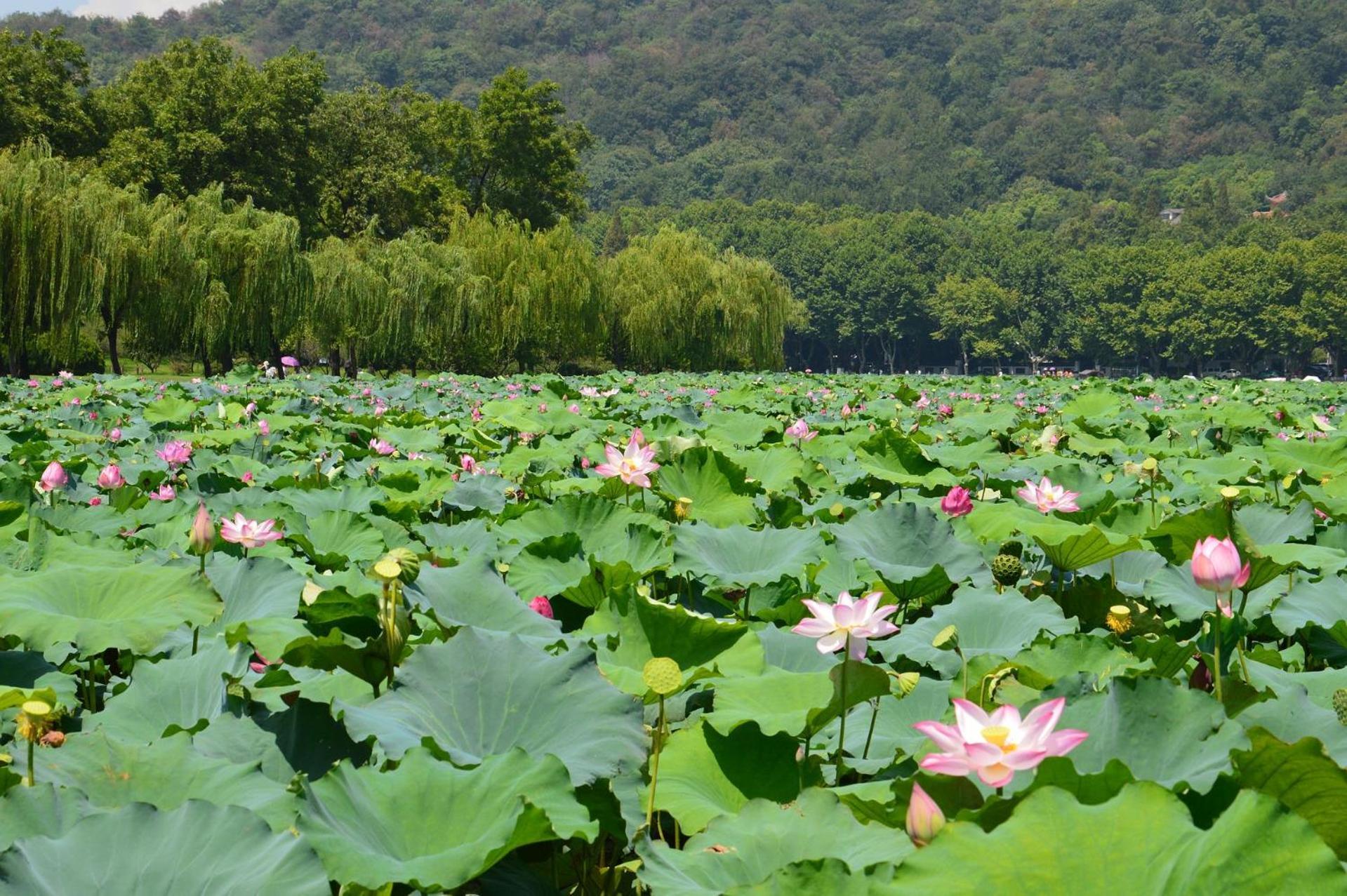 Nost Algia S Hotel In The West Lake Scenic Area-,Lingyin Temple, Leifeng Tower, Children'S Playground, Free Night Snack, Free Laundry, English Communication Well, Free Travel Advice Hangzhou Eksteriør bilde